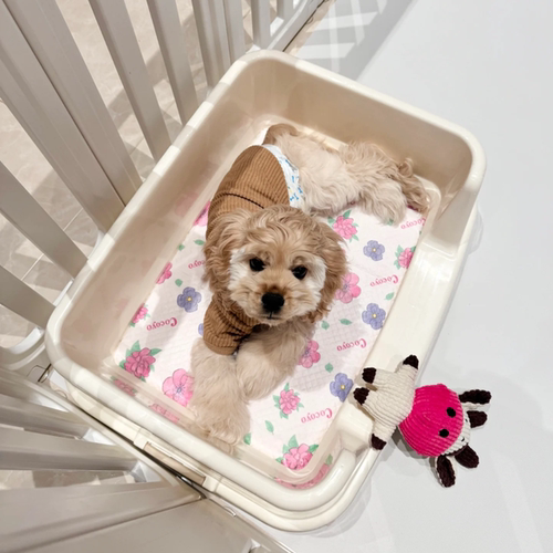 爱丽思狗狗厕所带围栏公狗泰迪便盆尿尿盆中小型犬宠物用品爱丽丝