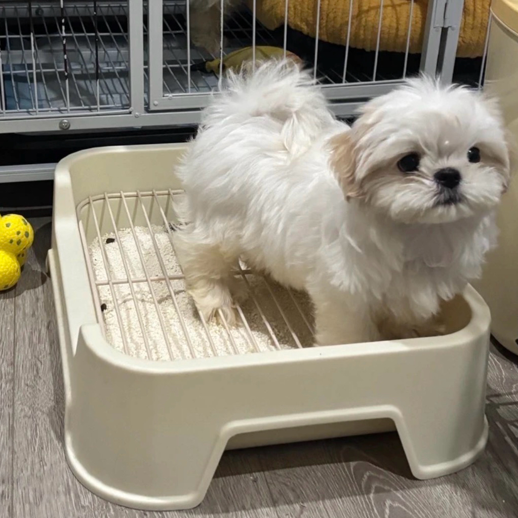 超小体比熊犬专用厕所狗狗马桶防踩屎平板托盘铁网架幼犬生活用品