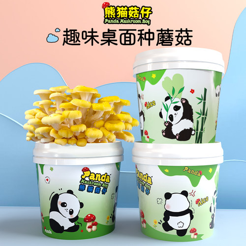 室内种蘑菇桶装简单可吃儿童礼物