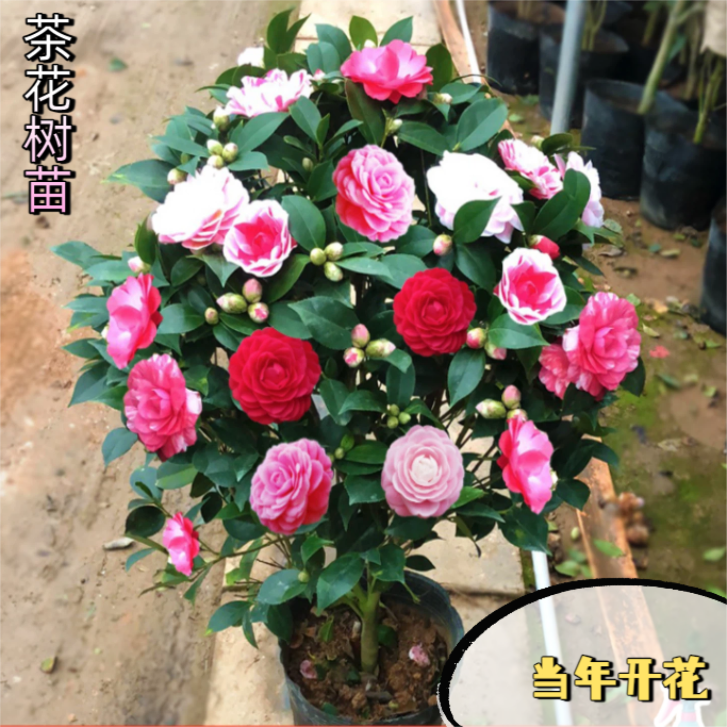 四季香妃茶花盆栽带花苞浓香型庭院室内好养五色赤丹树苗花卉植
