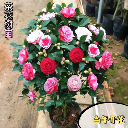 四季香妃茶花盆栽带花苞浓香型庭院室内好养五色赤丹树苗花卉植