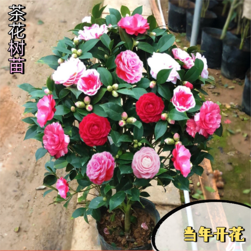 四季香妃茶花盆栽带花苞浓香型