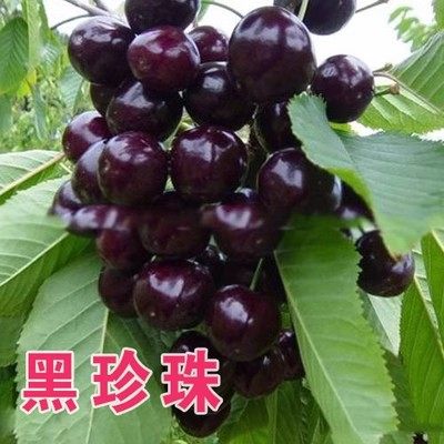 车厘子樱桃树苗嫁接苗盆栽地载当年结果南方北方种植大樱桃果树,鲜花速递/花卉仿真/绿植园艺,果树,淘宝优惠券,粉丝福利购,淘宝优惠卷