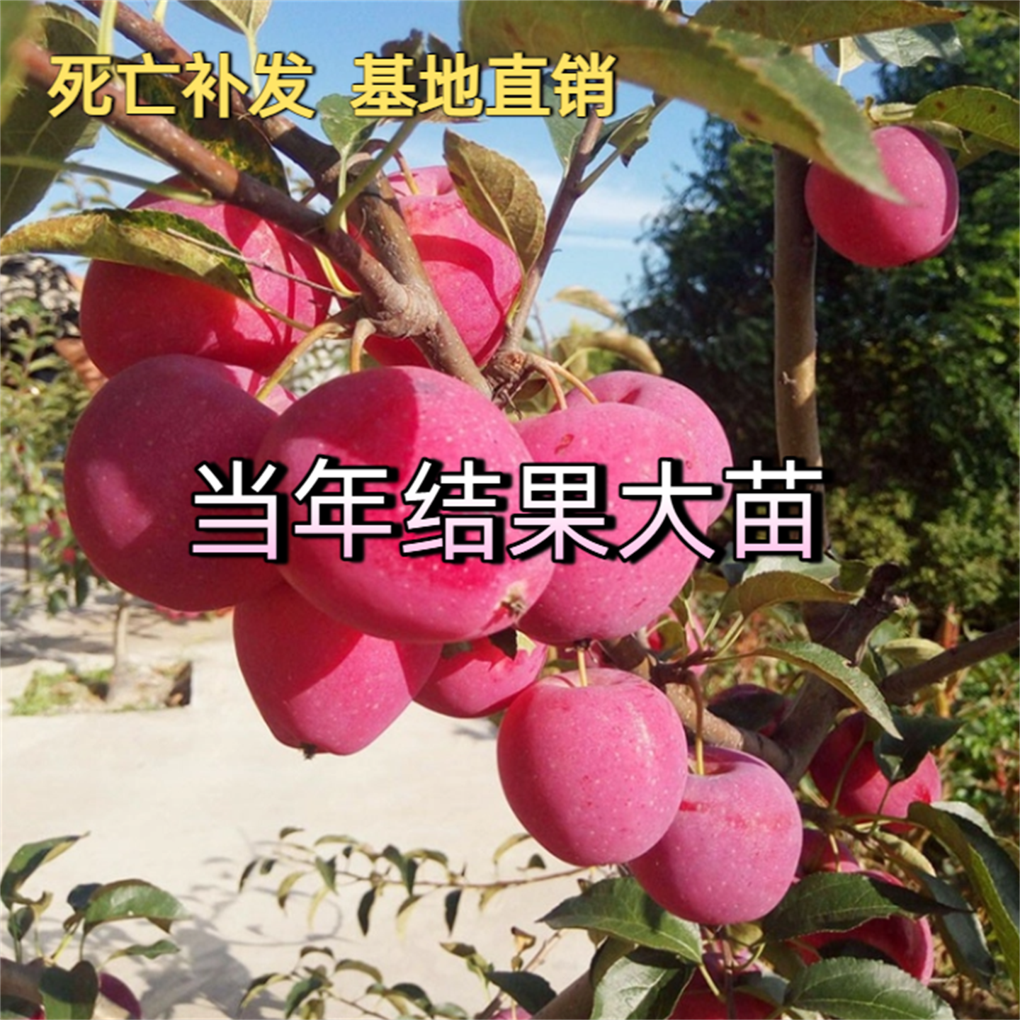 抗寒果树鸡心果小苹果树