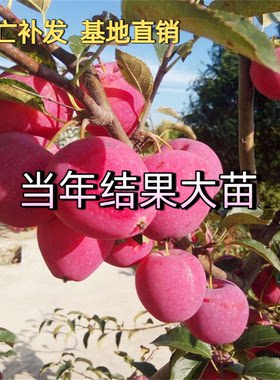 抗寒果树鸡心果小苹果树