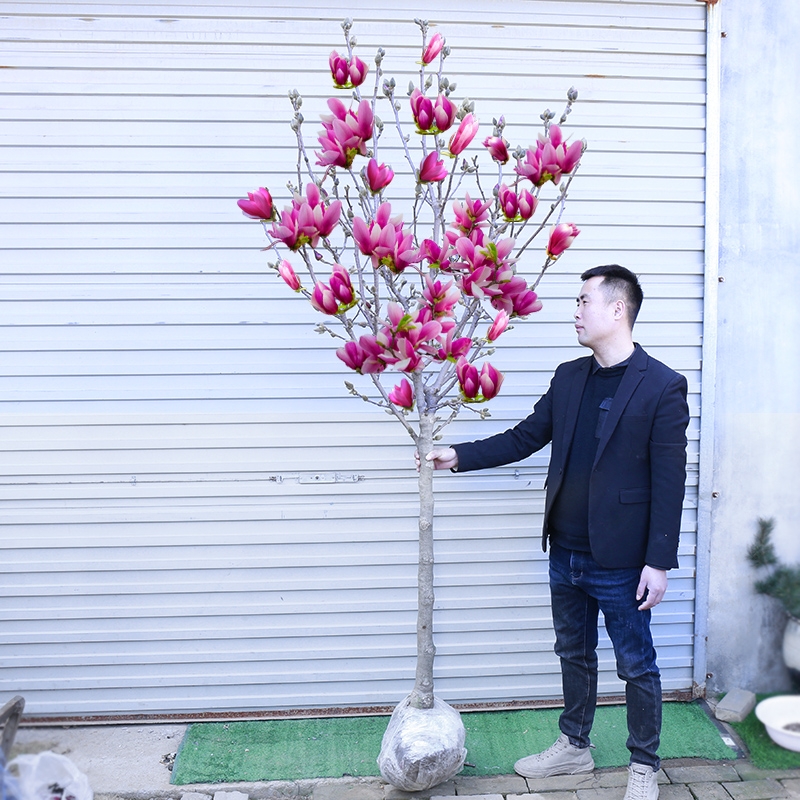 紫玉兰花树苗带芽发货矮化嫁接绿化小苗白广玉兰别墅庭院种植花