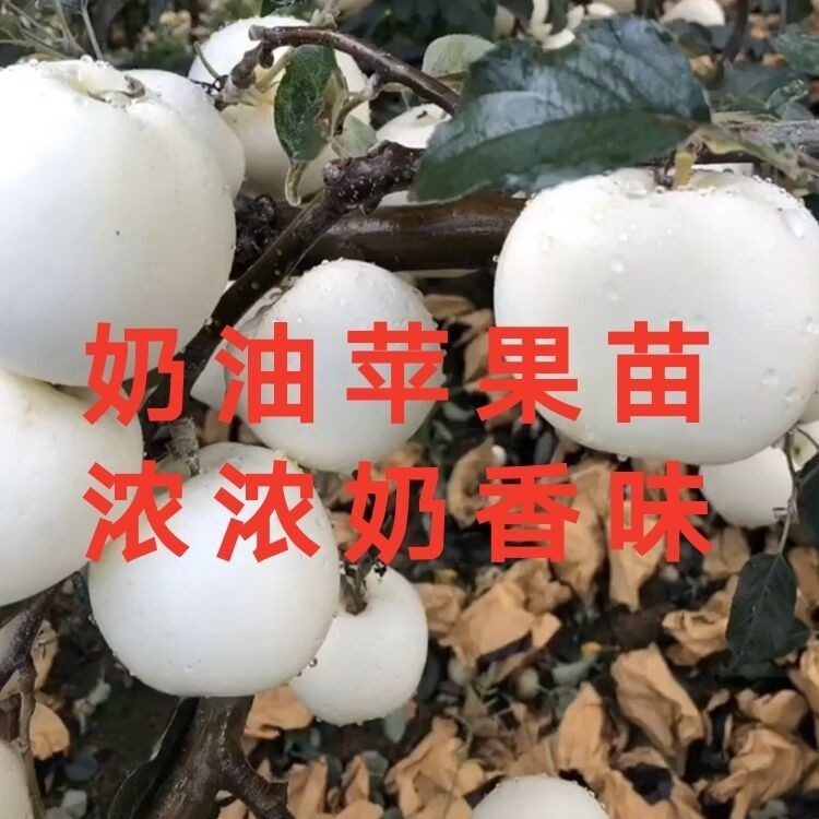 富士奶油苹果树嫁接果树苗南北方盆栽地栽果树苗抗寒果树苗