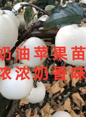 富士奶油苹果树嫁接果树苗南北方盆栽地栽果树苗抗寒果树苗