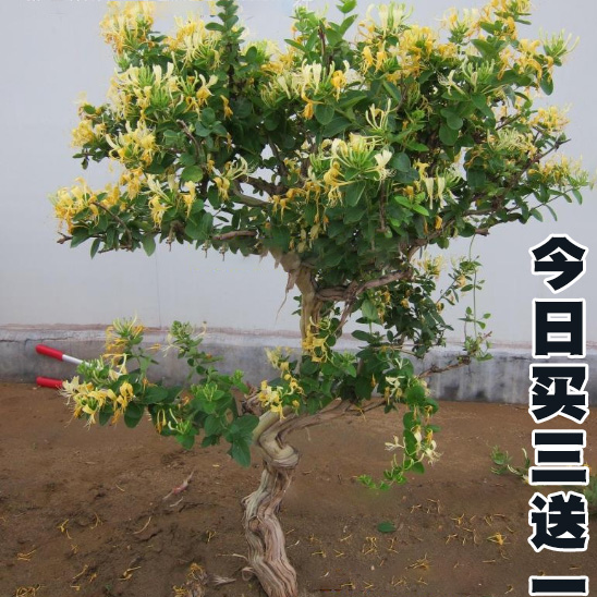 金银花盆栽爬藤植物攀缘花卉庭院阳台楼顶冬季耐寒金银花树苗