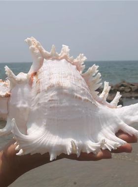 天然大海螺贝壳白千手螺家居摆件鱼缸造景水族箱装饰大贝壳海螺