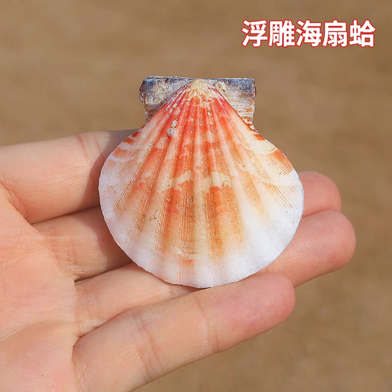 浮雕海扇蛤天然海螺贝壳标本螺鱼缸造景装饰家居橱窗收藏相框摆件