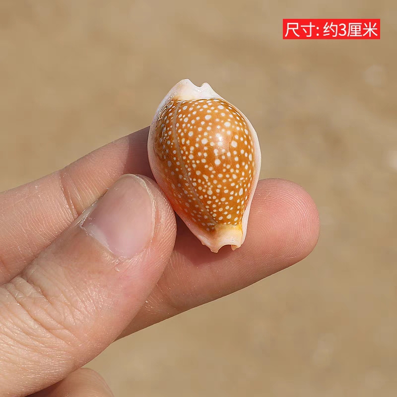 初雪宝螺天然稀有海螺贝壳稀有收藏标本螺鱼缸造景装饰家居小摆件