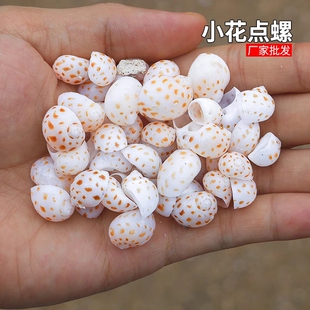 天然海螺贝壳小花点螺寄居蟹壳鱼缸造景水族箱装饰手工DIY材料