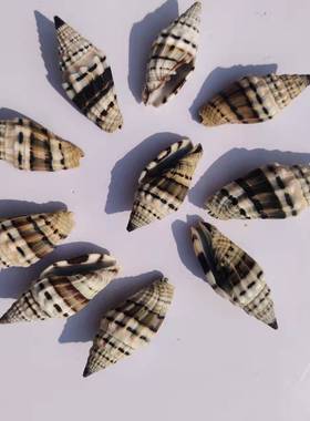 天然贝壳小海螺红狐笔螺鱼缸造景水族箱装饰手工diy材料收藏摆件