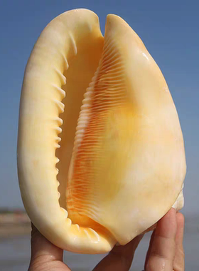 海贝海天然海螺贝壳黄色万宝螺四大名螺水族装饰品