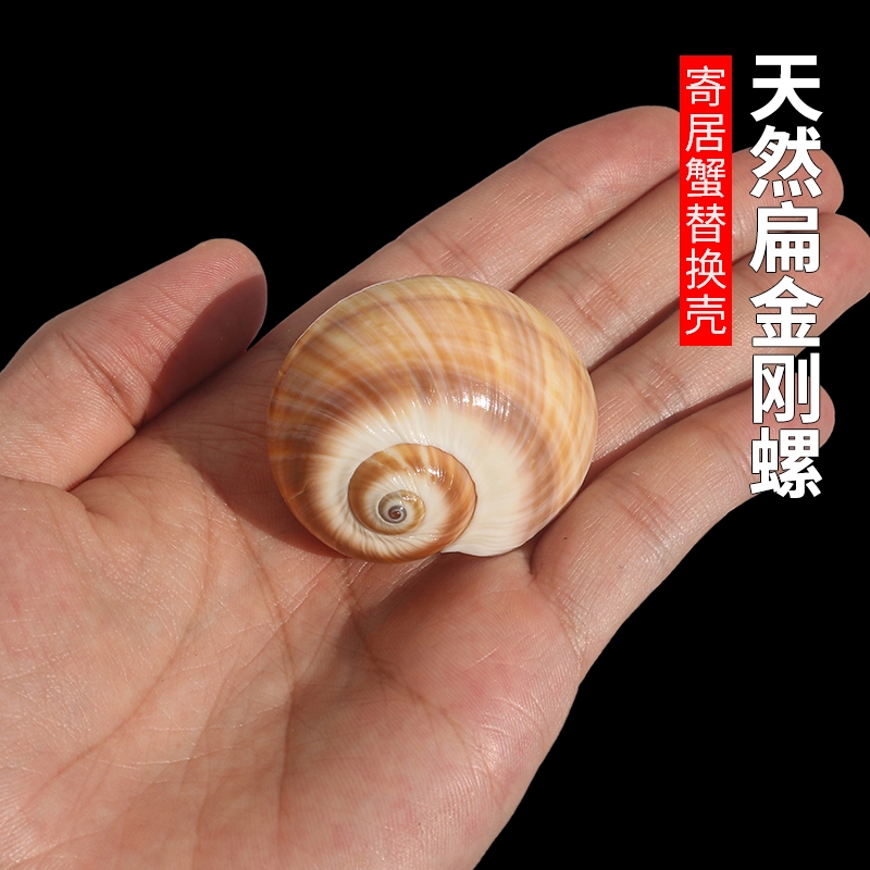 天然贝壳海螺扁金刚螺鱼缸水族造景摆件寄居蟹卷贝鱼繁殖替换壳