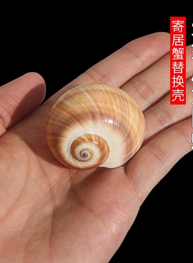 天然贝壳海螺扁金刚螺鱼缸水族造景摆件寄居蟹卷贝鱼繁殖替换壳