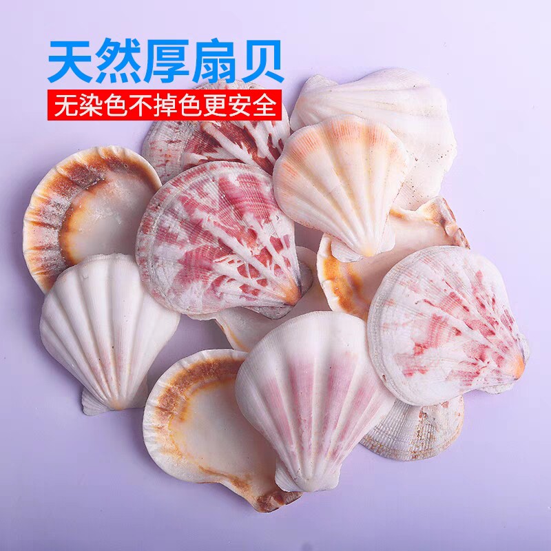 天然贝壳海螺3-5厘米白色厚扇贝鱼缸水族箱造景手工风铃工艺材料图片