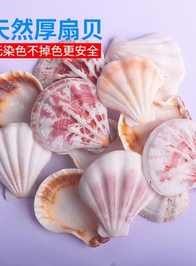 天然贝壳海螺3-5厘米白色厚扇贝鱼缸水族箱造景手工风铃工艺材料