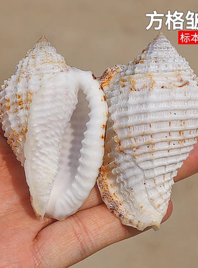 方格皱螺标本天然稀有海螺贝壳鱼缸水族造景装饰创意家居收藏摆件