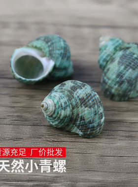 青螺寄居蟹专用壳天然海螺贝壳小绿螺鱼缸水族造景装饰