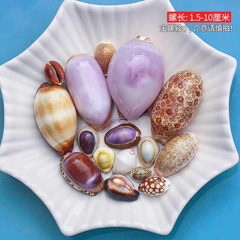 天然稀有海螺贝壳紫口芝麻花鹿宝螺系列家居造景装饰收藏标本摆件图片