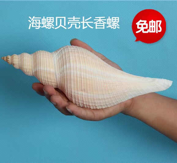 长香螺天然贝壳大海螺号角收藏老角响螺切口能吹响道士吹号包邮