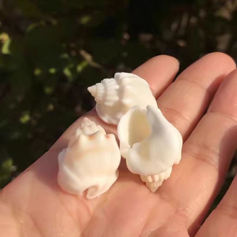 天然贝壳海螺蛋糕织纹螺白色海螺标本螺寄居蟹替换壳鱼缸水族造景