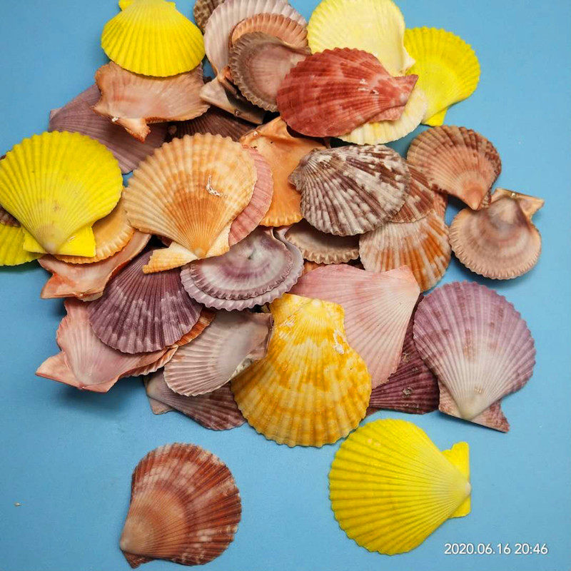 地中海装饰贝壳天然海螺 贝壳4-6厘米七彩色扇贝七彩扇贝片半斤装