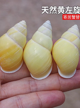 天然稀有精品海螺壳黄色左旋螺供佛标本收藏鱼缸装饰寄居蟹替换壳