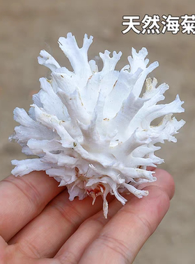 菊花偏口蛤 天然贝壳海螺海菊蛤标本螺扇贝家居装饰摆件鱼缸造景