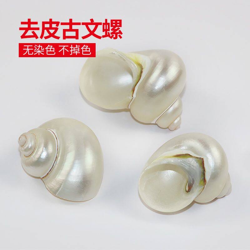 天然去皮古文螺海螺贝壳荧光螺寄居蟹专用替换壳鱼缸造景装饰包邮