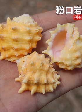 天然贝壳海螺粉口岩螺紫色白齿螺稀有标本螺鱼缸水族装饰拍摄道具