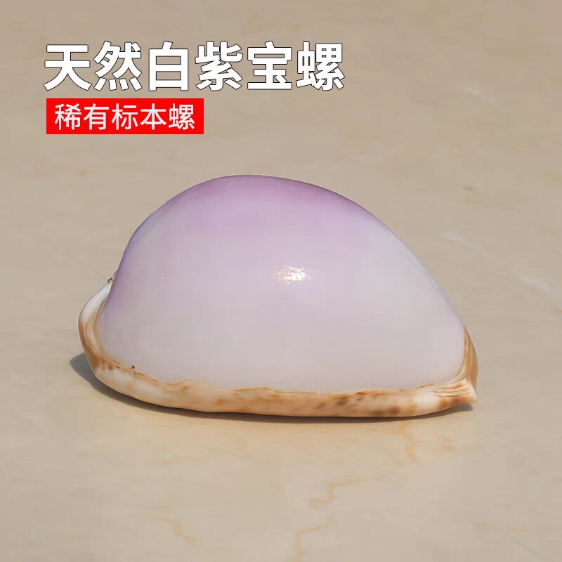 天然海螺贝壳地图宝螺稀有精品收藏级标本螺橱窗设计装饰创意礼物图片