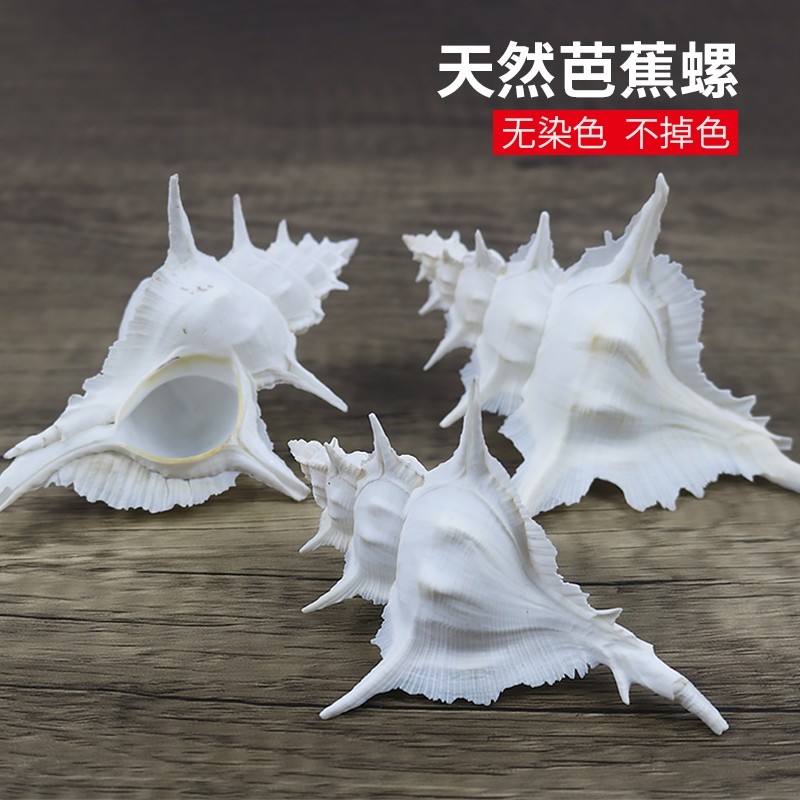 天然海螺贝壳芭蕉螺稀有收藏标本鱼缸造景装饰家居摆件白摄影道具