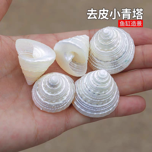 去皮小青塔螺天然贝壳海螺白塔螺家居摆件饰鱼缸造景拍摄道具diy