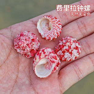 天然小海螺贝壳费里拉钟螺稀有收藏标本鱼缸装饰水族造景寄居蟹壳