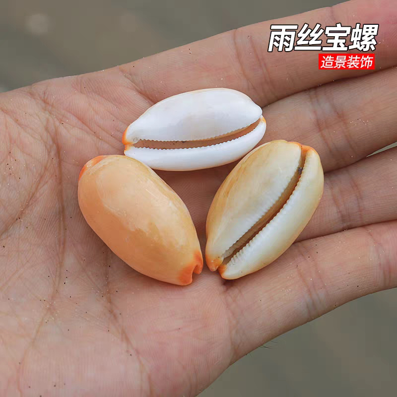 天然小海螺贝壳雨丝宝螺鱼缸水族造景装饰品家居摆件稀有收藏标本图片