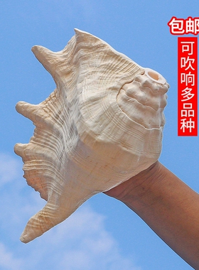 天然海螺贝壳超大蛙螺鱼缸造景摆件收藏螺号可吹响特大号角包邮