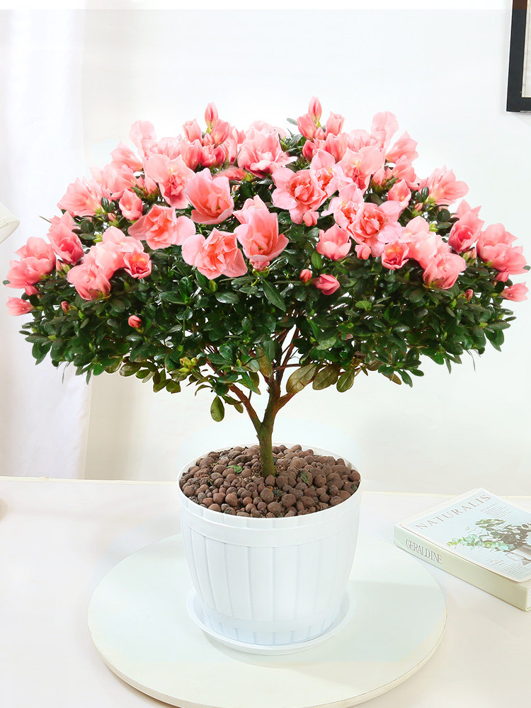杜鹃花盆栽盆景植物室内带花好养常年四季开花不断花卉观花小绿植