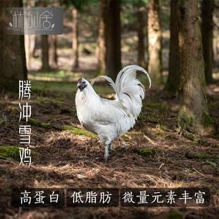 林边小舍腾冲雪鸡1年公鸡高山放养跑山鸡大公鸡白羽乌骨鸡生态鸡