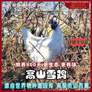 林边小舍牧养2年腾冲雪鸡老母鸡生态放养乌骨鸡土鸡孕妇月子鸡