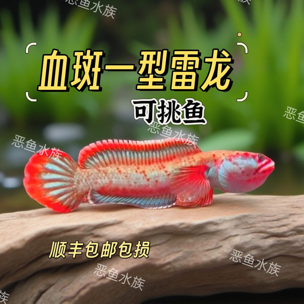 血斑1型雷龙宽边大血脸大火尾