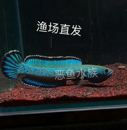 梦幻血斑一型雷龙 进口雷龙 大型雷龙 印尼眼镜蛇雷龙 金尘雷龙