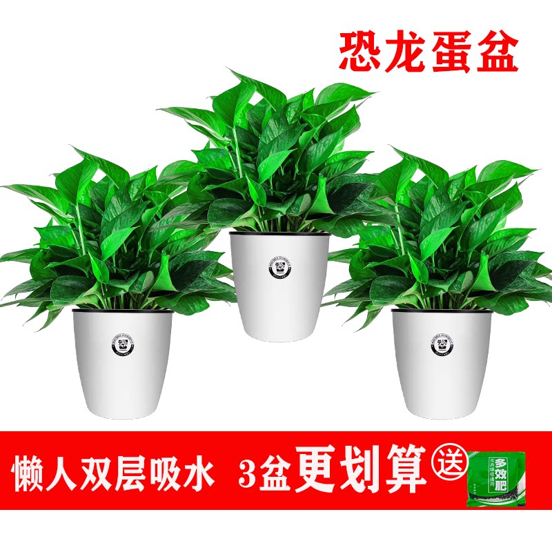 绿箩盆栽室内甲醛客厅植物人大