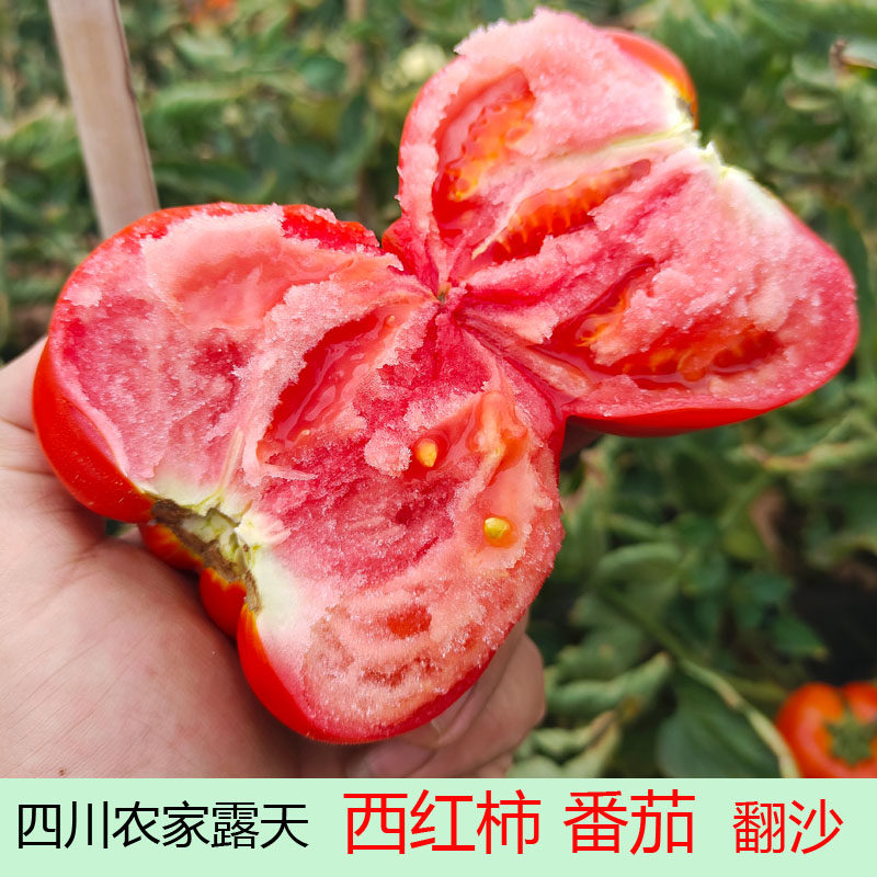 西红柿新鲜老品种5斤露天自然熟蔬菜柿子水果生吃沙瓤番茄包邮