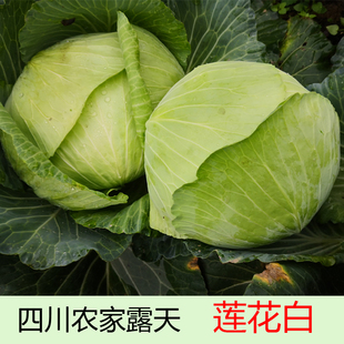 莲花白新鲜包心菜卷心菜绿甘蓝白菜四川农家绿色时令蔬菜3斤5斤