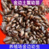 超好养殖场金边土鳖土元 幼虫幼苗小虫种虫活虫个体饱满健康高蛋白