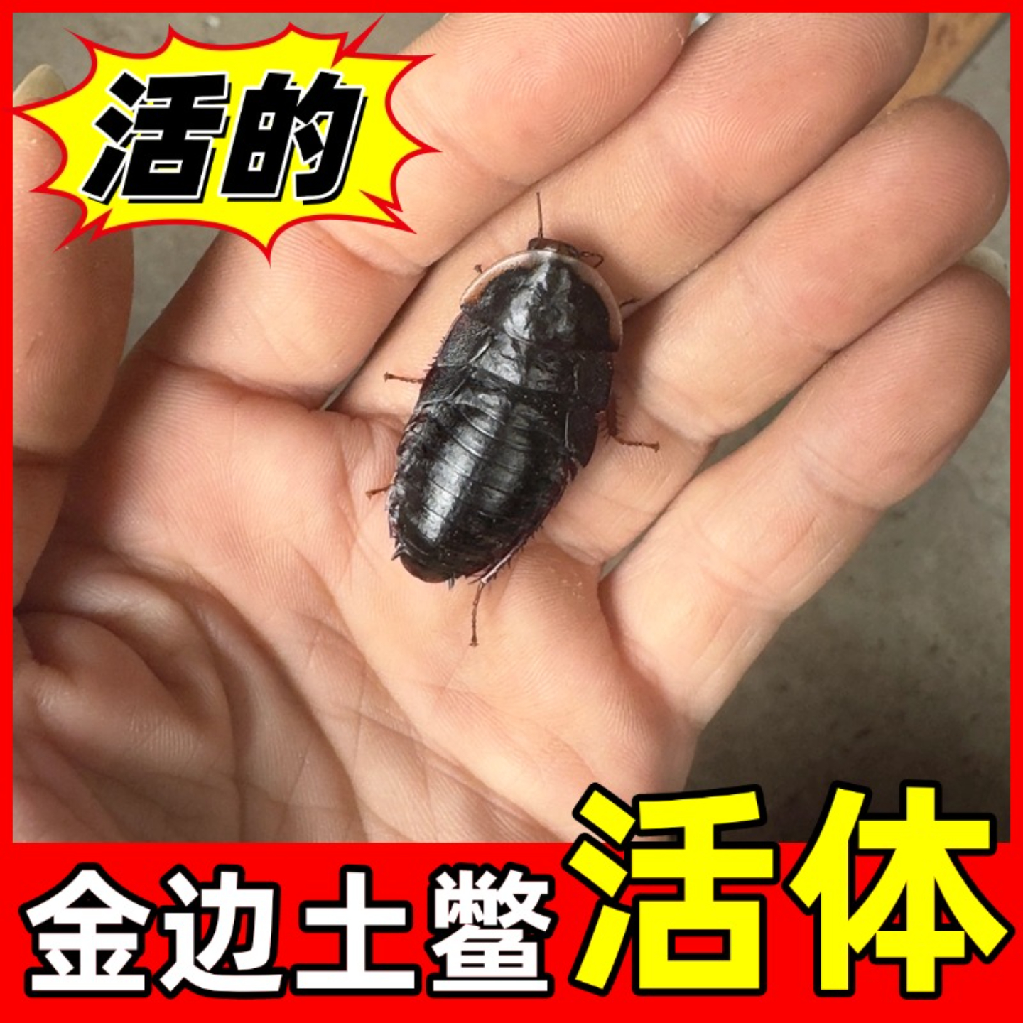 活体金边土鳖喂鸟喂鱼泡酒煮汤