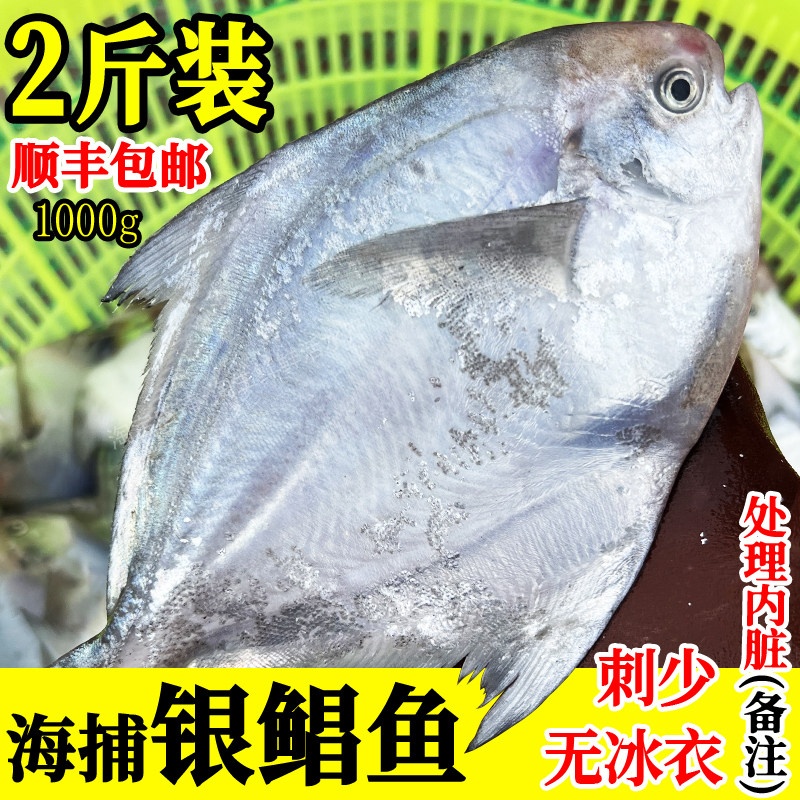 海捕大银鲳鱼新鲜速冻白鲳鱼平鱼海鱼刺少无冰海鲜水产顺丰2斤装